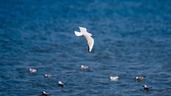 H5 bird flu testing update 18 August