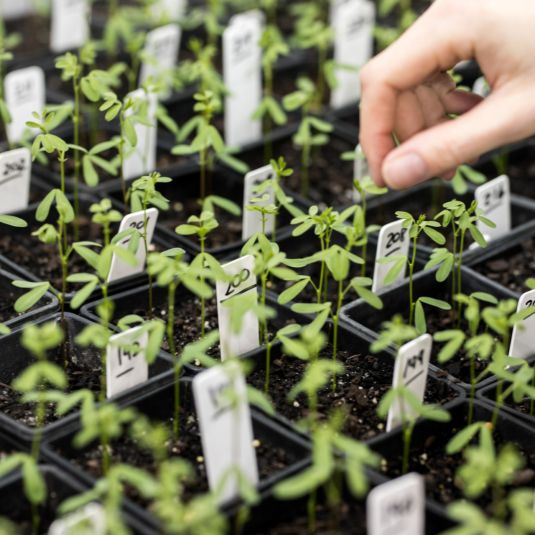 SARDI Plant Research