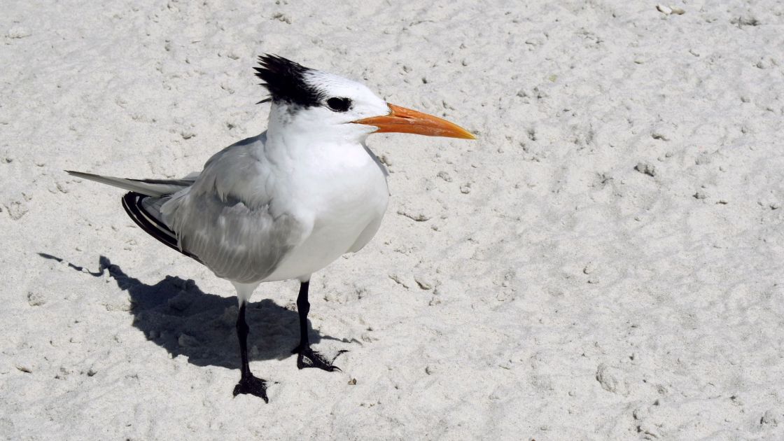 crested tern standing on the sand