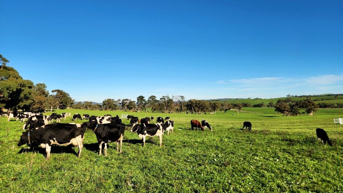 cows eating green pasture
