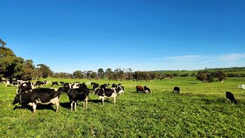Keeping cows fed during summer with Pasture 365
