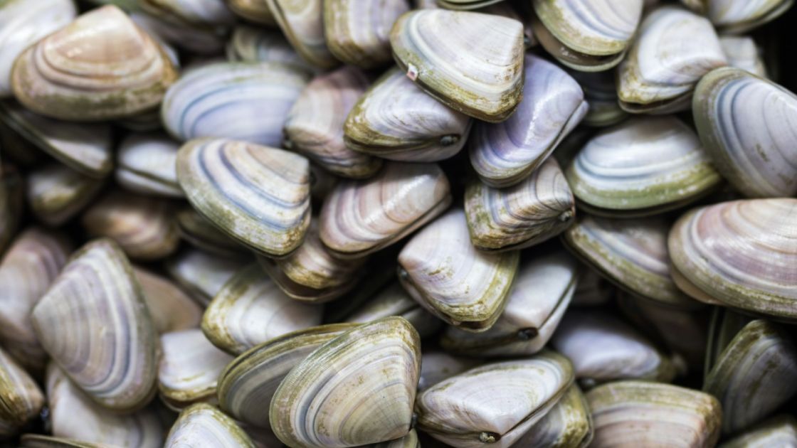 Pipis
