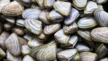 Goolwa Pipis are back on the menu as season set to commence