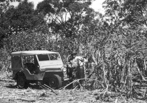 Artichoke weed control near Gladstone 1950