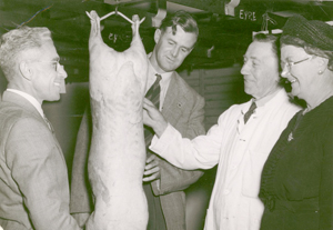 lamb judging