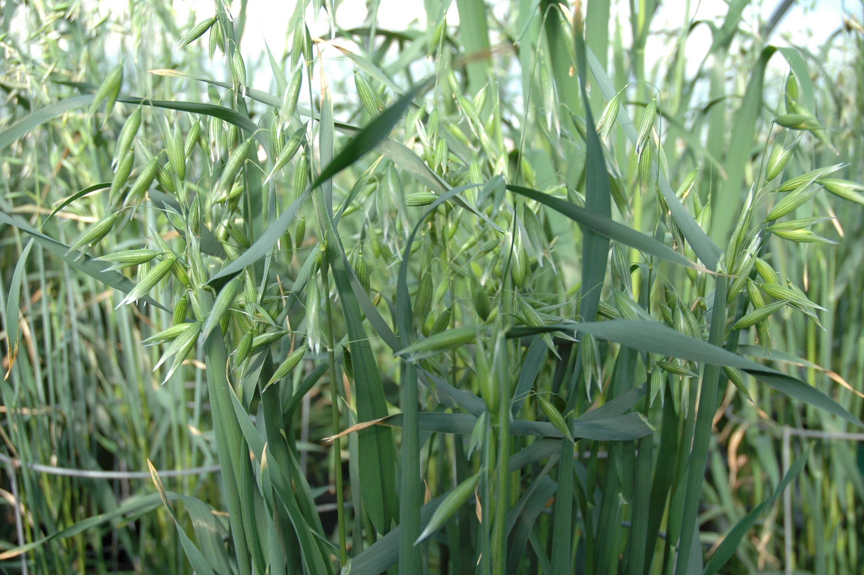 close up of green crop