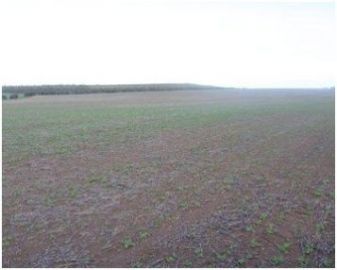 Crop damage - Bare patches in a young canola crop