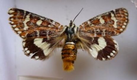 Adult moth