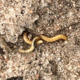 Southern false wireworm larvae (Photo: T Maitland)