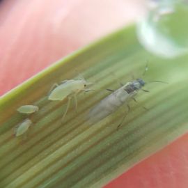 Russian wheat aphid (Photo: F. Al-Jawahiri, using GoMicro Field Scope) 