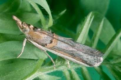 Adult Etiella moth