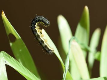 Lesser budworm caterpillar (Photo: R. Hamdorf)