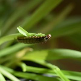 Armyworm on barley (photo: R. Hamdorf)