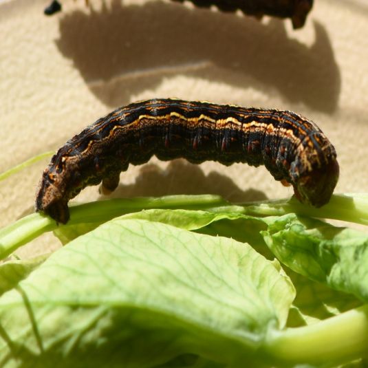 Brown pasture looper showing one pair of abdominal prolegs (Photo: R. Hamdorf) 