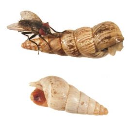 S. villeneuveana on snail, and a parasitised snail with fly pupal case visible inside the shell opening. (Photos: K. Muirhead).