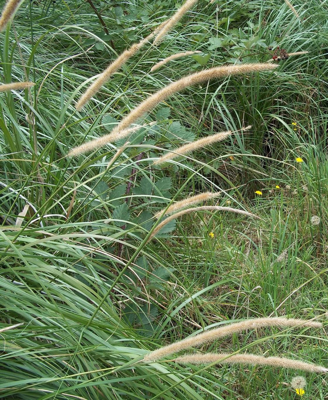 African feathergrass 1 - AFG Aldgate JDean racemes