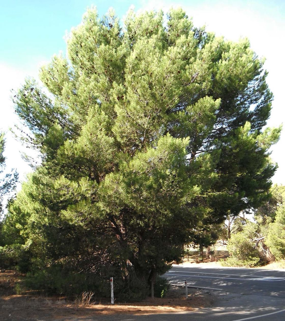Aleppo_pine_2_-_Pinus_halepensis_Mt_Bryan.jpg