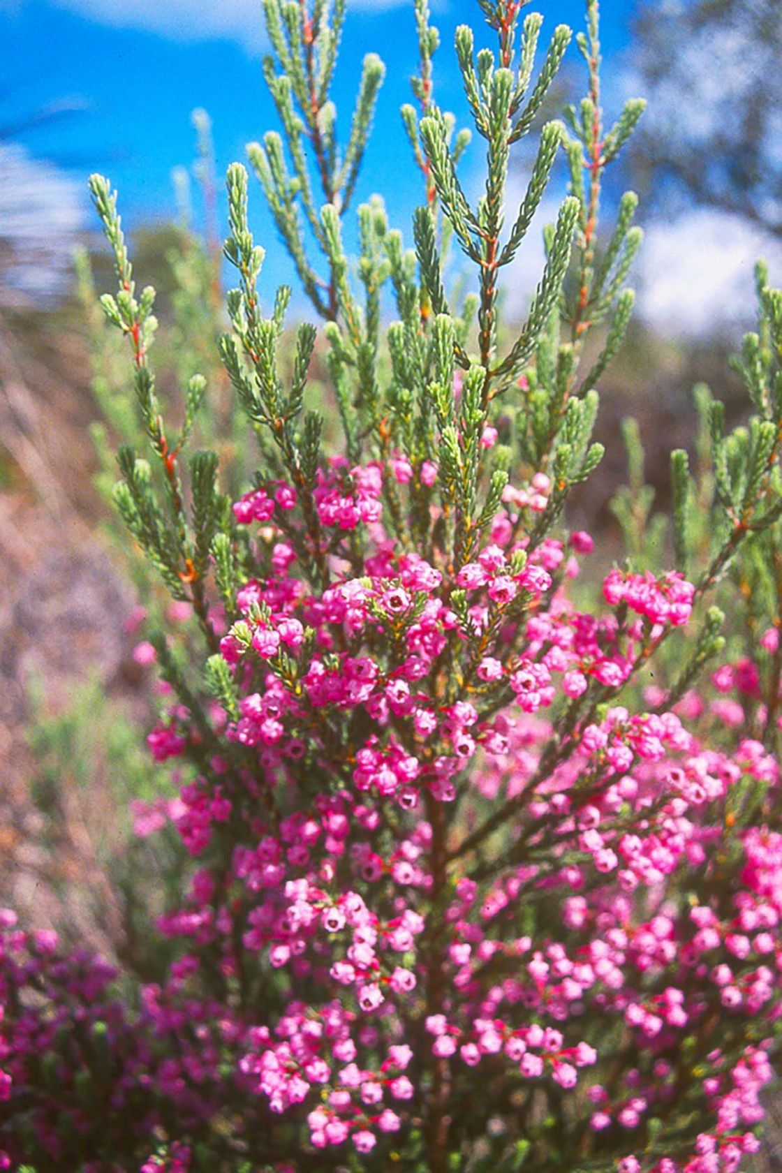 berry_heath_2_-_berry_heath.jpg