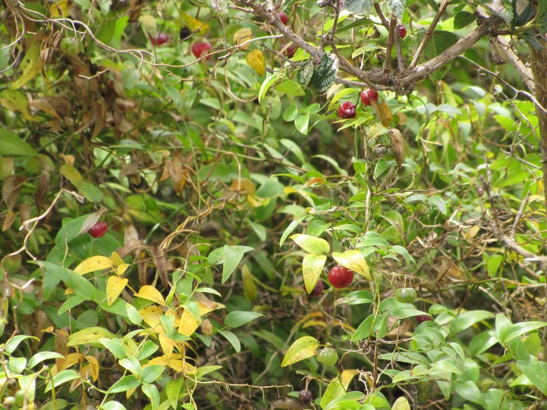 bridal_creeper_3_-_starr-130605-4701.jpg