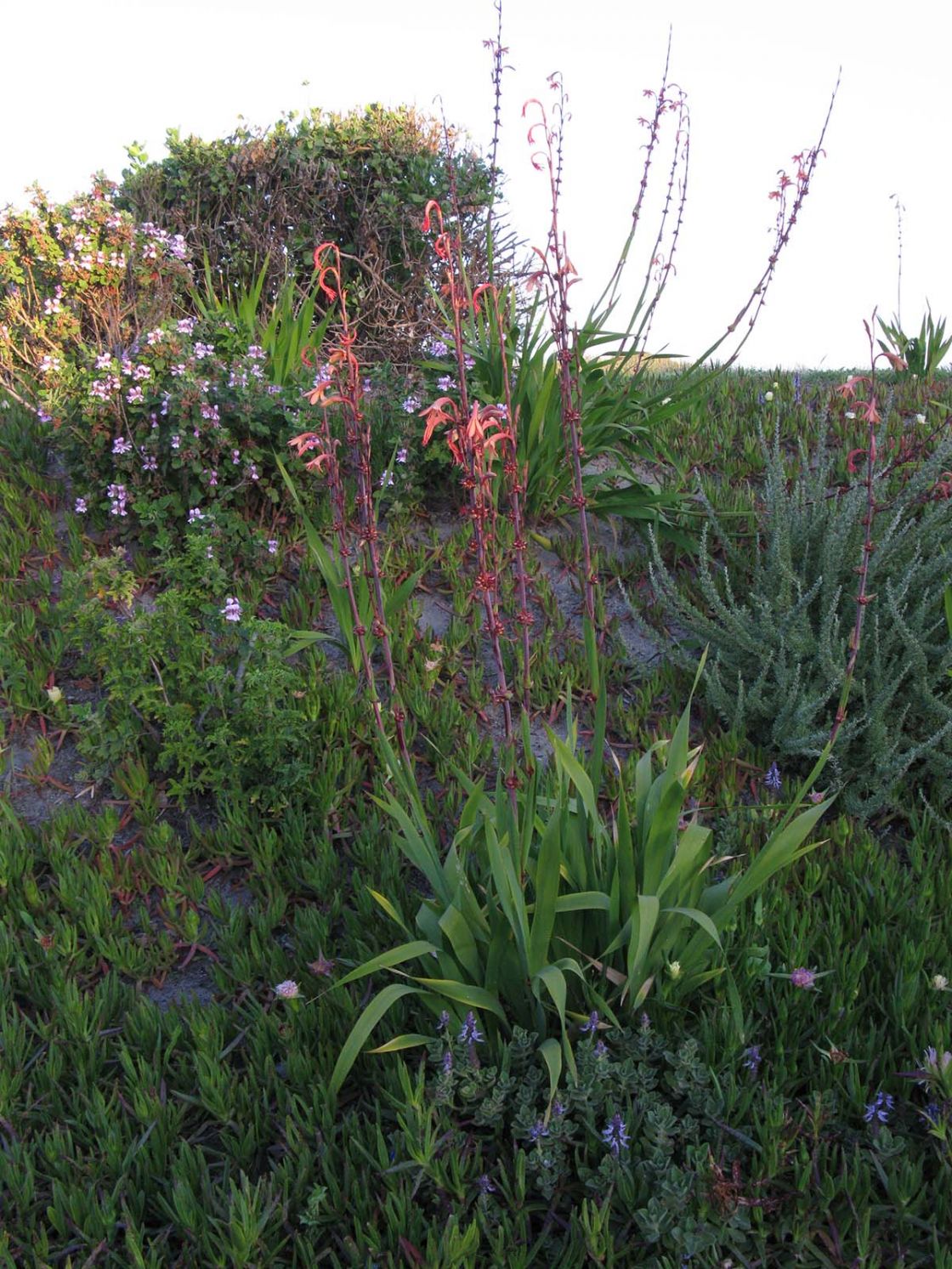 bulbil_watsonia_1_-_bulbil_watsonia_needs_cropping.jpg