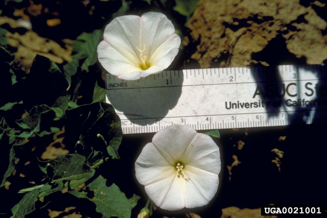 field_bindweed_1_-_0021001-LGPT.jpg
