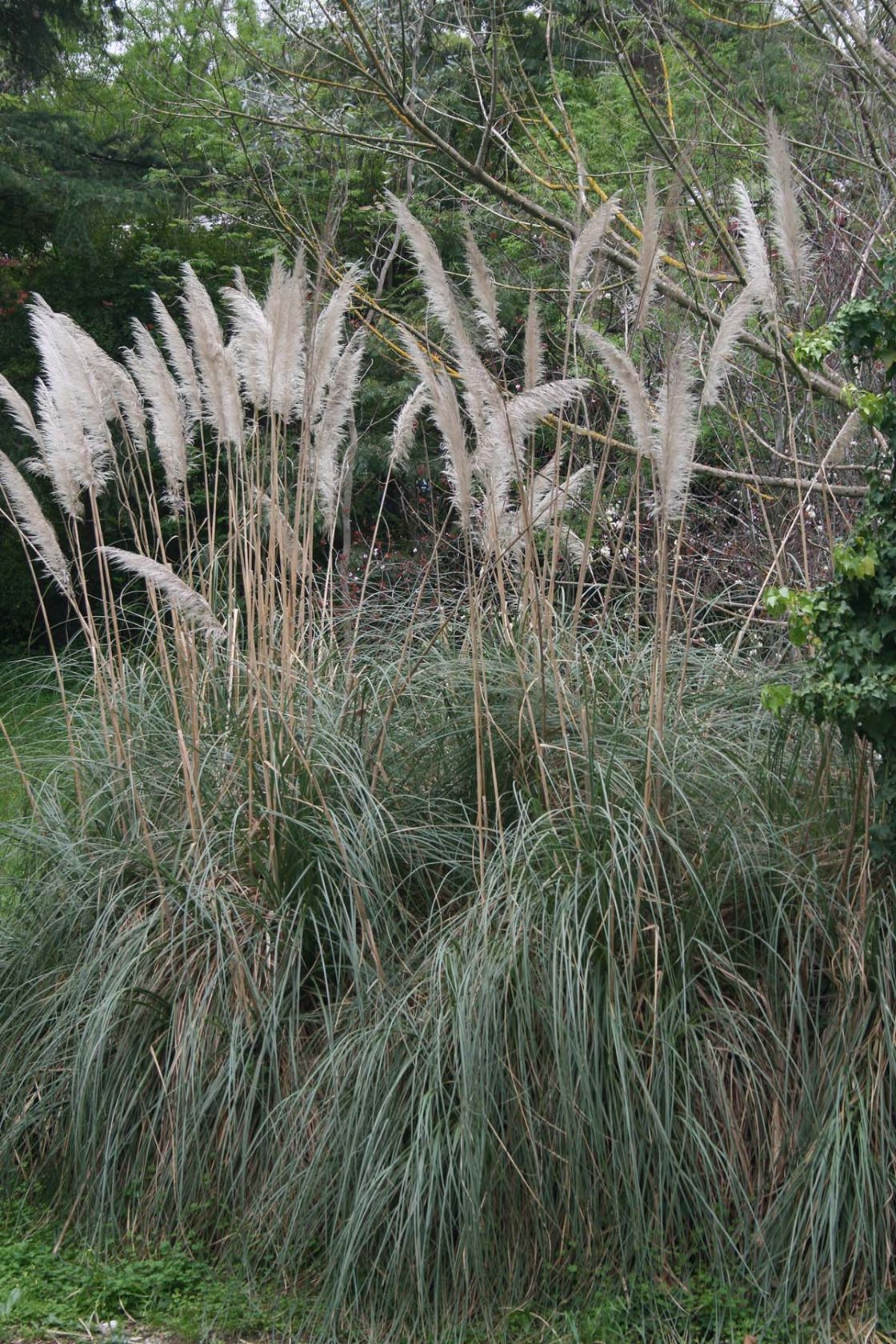 pampas_grasses_3_-_IMG_4084.jpg