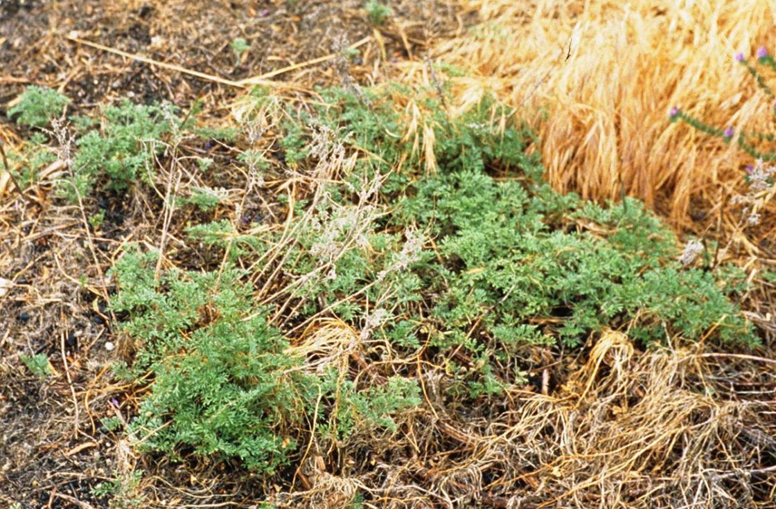 perennial_ragweed_3_-_Perennial_Ragweed_seedling_DWLBC.jpg