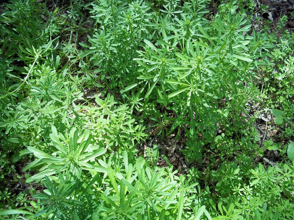 three_horned_bedstraw_1_-_100_1566JDean.jpg