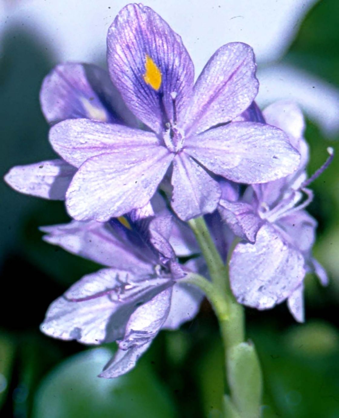 water_hyacinth_1_-_cropped_water_hyacinth_flower_DWLBC.jpg