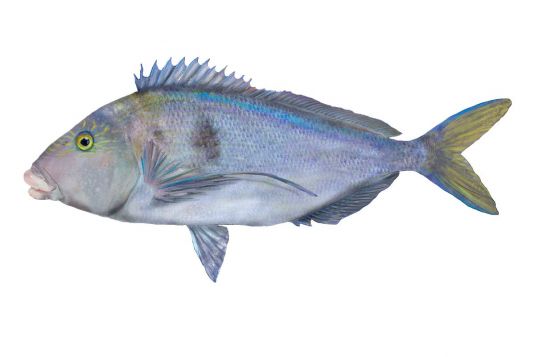 Blue Morwong – Queen Snapper