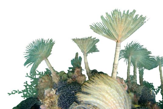 European fan worm