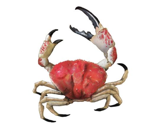 Giant Crab
