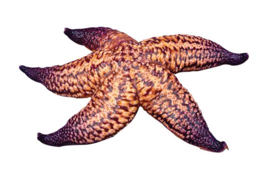 Northern Pacific Seastar