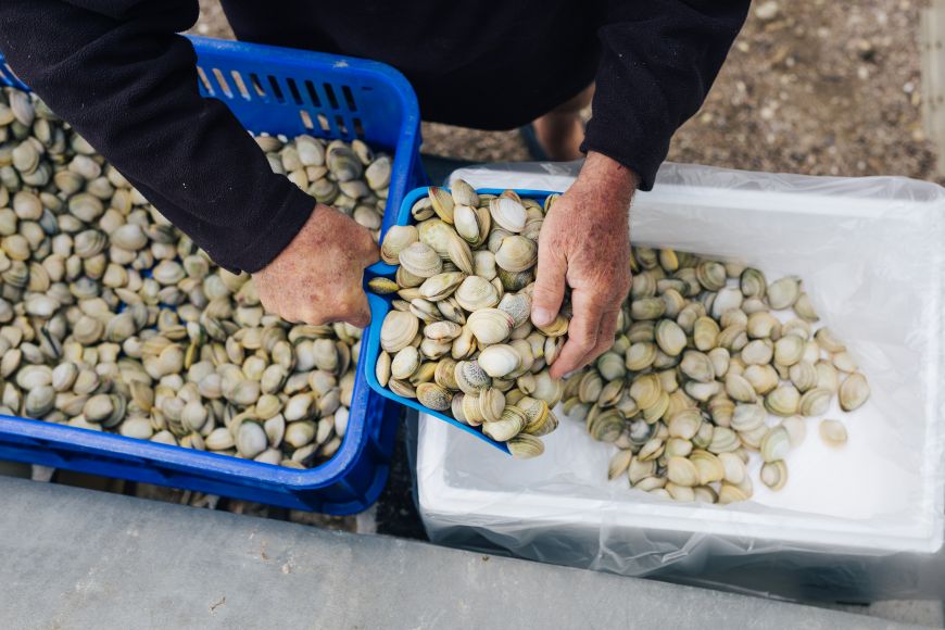 Cockle processing