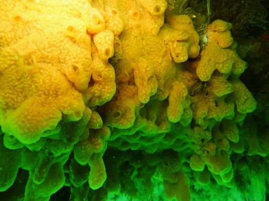 Carpet sea squirt