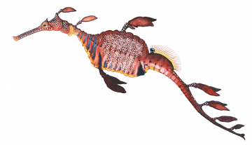 Seadragon