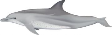 Bottlenose Dolphin