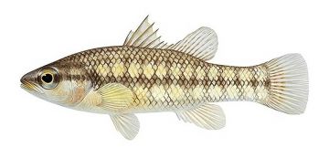 Western Pygmy Perch