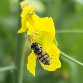 Adult hoverfly on a canola flower (photo: M. Ehsangar)