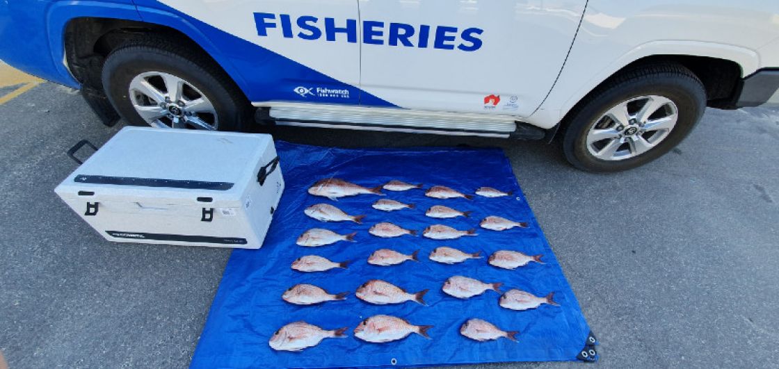 Fisheries vehicle with an eskie and over 20 snapper of various sizes laid out on a blue ground sheet