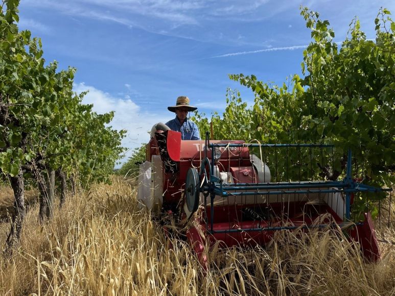 Vineyard with interrow grains being harvested