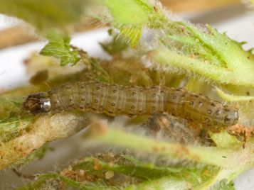 Weed web moth caterpillar.