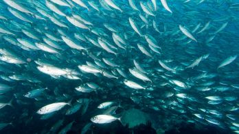 Oceanographic intelligence: Lowering risk, enabling growth