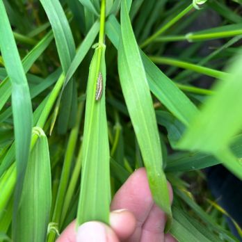 Common armyworm on barley (photo by C. DuBois)