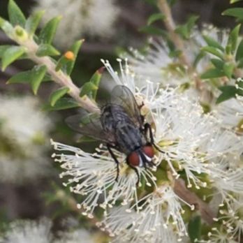 S. villeneuveana feeding on Melaleuca sp. after release (phot by N. Fechner)