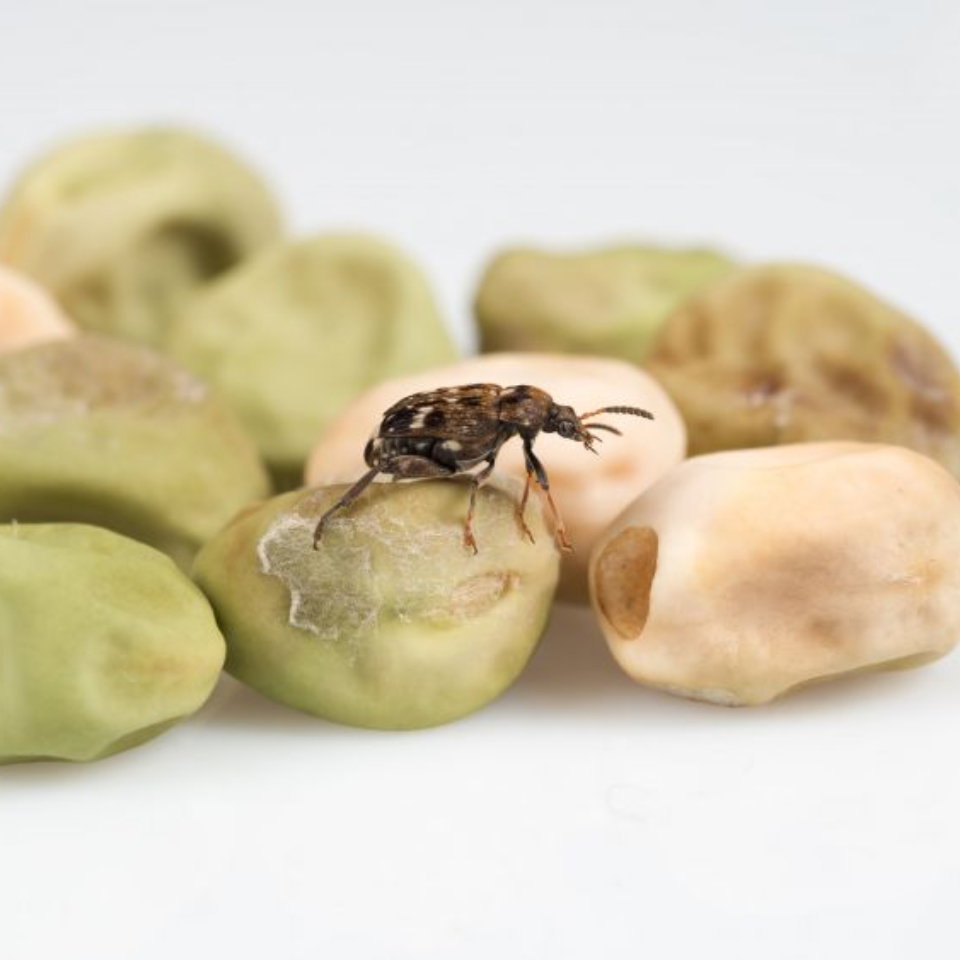 Pea weevil on peas