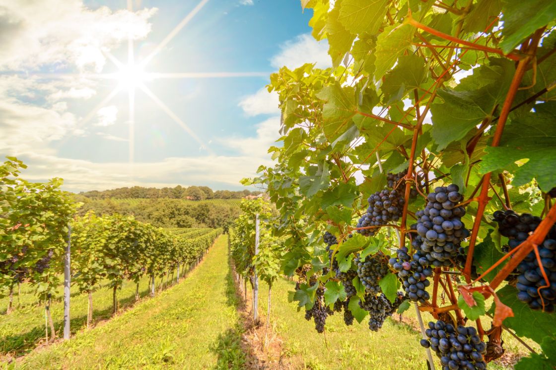 Finding solutions for stockpiled vineyard posts