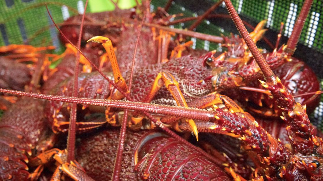 Jetty upgrade to boost rock lobster industry