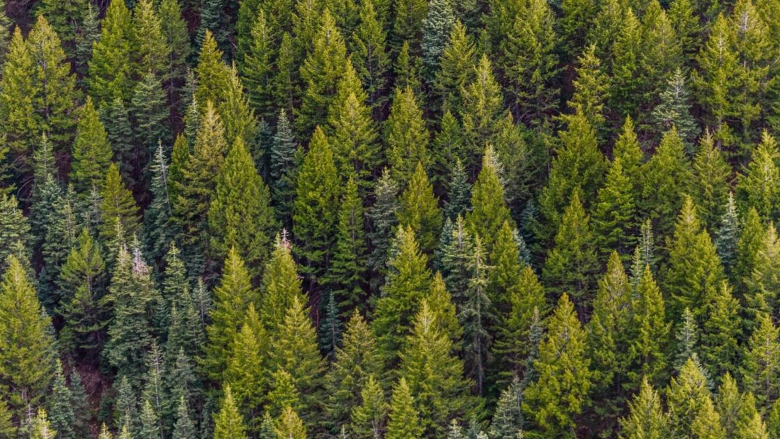 Conifer forest
