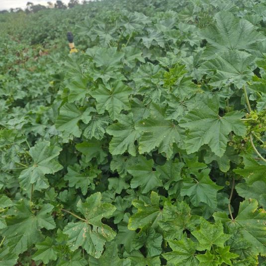 Many clusters of dense green 5-pointed leaves.